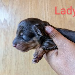 Dachshund and French Bulldog Puppies from Ferguson's Bulldogs