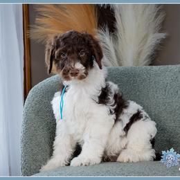 Cupid - Brown and white male Bernedoodle puppy in Connersville, Indiana from Deaz Doodle Ranch
