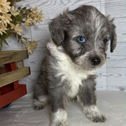 Forest - Blue merle male Aussiedoodle puppy in Bronson, Florida from Tabler Family Puppies