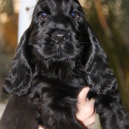 English Cocker Spaniel Puppies from Bellaluna