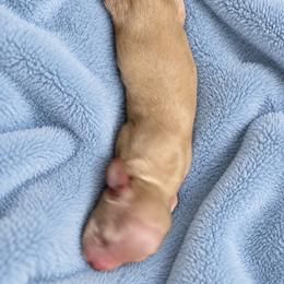 Cream (rabbit size) - Cream male Dachshund puppy in Sebring, Florida from Mini Weenies
