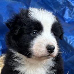 Bailey - Black & white female Miniature Australian Shepherd puppy in Lebanon, Oregon from Two Pines Mini Aussies