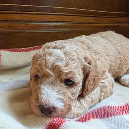 Shelby - Apricot female Goldendoodle puppy in Portage, Michigan from Country Lane Goldendoodles