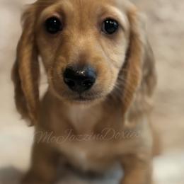 Boy 4 - Cream male Dachshund puppy in Chehalis, Washington from McJazzin Doxies