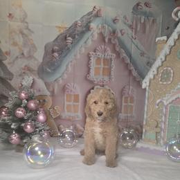 Blue boy - Caramel male Labradoodle puppy in El Paso, Texas from My Cuddly Doodles