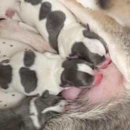 Blue Spotted on White - Blue and white male Chihuahua puppy in Laurel, Mississippi from Home of Tiny Chihuahuas