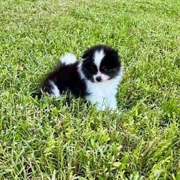 Zorro - Black parti male Pomeranian puppy in Green Cove Springs, Florida from Natasha's Ark of Joy