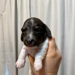 Blue and tan piedbald - Blue and tan male Dachshund puppy in Centralia, Washington from FairyTail Dachshunds