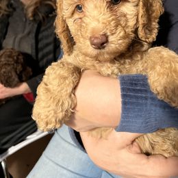 Goldendoodle Puppies from Dream Lake Doodles