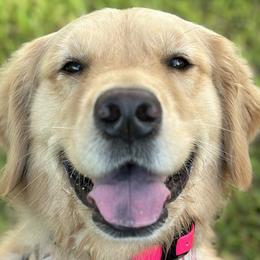 Golden Retrievers from Hollow Valley Kennels Golden Retrievers & Belgian Malinois