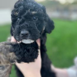 Raven - Black phantom female Aussiedoodle puppy in Berrien Spring, Michigan from Red Bud Beautiful Doodles