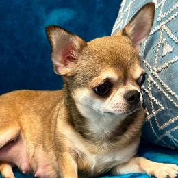 Bella - Chihuahua