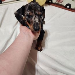 Dapple boy - Dapple male Dachshund puppy in Cameron, Texas from Kelli's Dachshunds