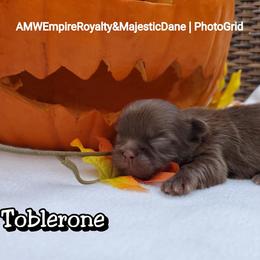Great Dane and Shih Tzu Puppies from Empire Royalty and Majestic Dane