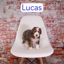 Lucas - Blue merle male Bernedoodle puppy in Calhoun, Georgia from Happy Top Doodles