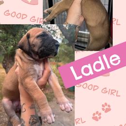 LADLE - Fawn female Great Dane puppy in Wellsville, New York from Prophecy Danes
