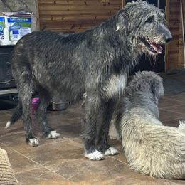 Tala - Irish Wolfhound