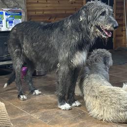 Tala - Irish Wolfhound