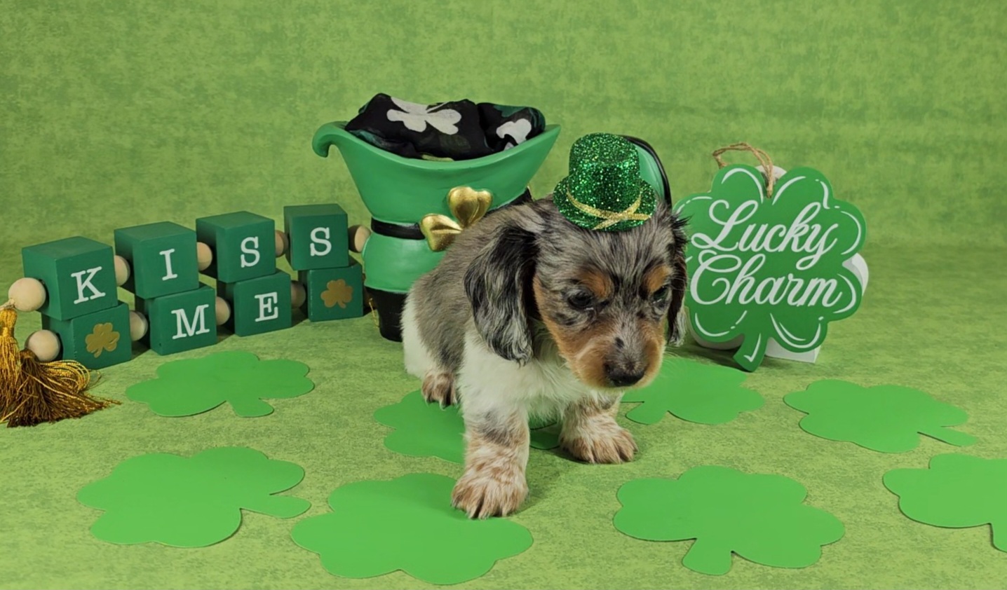 Dachshund Puppies from Newbern's Nuggets