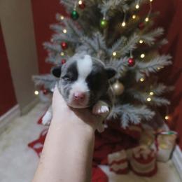 Cash - Blue male Pembroke Welsh Corgi puppy in Aleppo, Pennsylvania from Donna's Corgis