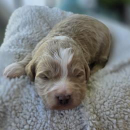 Jasper - Apricot male Goldendoodle puppy in Decatur, Tennessee from Diamond's Doodles