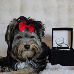 Raya - Black and tan female Yorkshire Terrier puppy in Bradley, South Carolina from Diamonds & Pearls Yorkshire Terriers