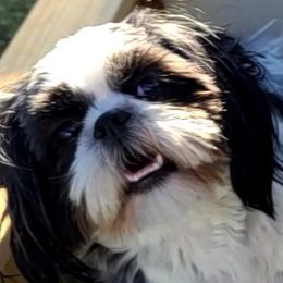 Lily or Pumpkin - Shih Tzu