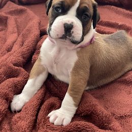 Boxer Puppies from Martinez Boxers of Central Florida