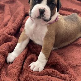 Boxer Puppies from Martinez Boxers of Central Florida