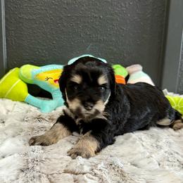 Mojito - Black and silver male Miniature Schnauzer puppy in St. Augustine, Florida from Ancient City Schnauzers