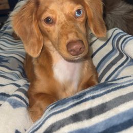 Maggie - Dachshund