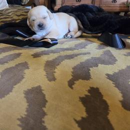 Black Collar Male - Yellow male Labrador Retriever puppy in La Vernia/San Antonio, Texas from Allure Ranch Labrador Retriever's