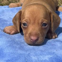 Buck - Red male Dachshund puppy in Durant, Oklahoma from Rockin’ S Kennel