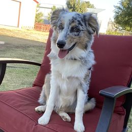 June - Australian Shepherd