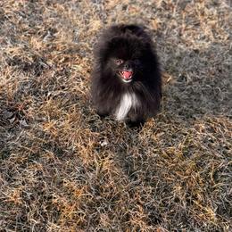 Starry - Black female Pomeranian puppy in Westminster, Colorado from VanityPom’s