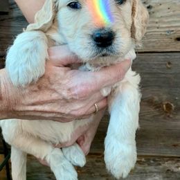 Goldendoodle Puppies from Doodlebloom Farm