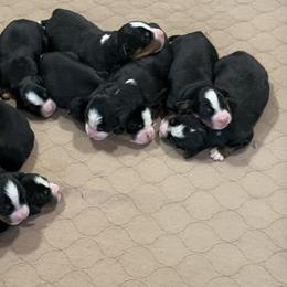 Boy 3 - Black rust and white male Bernese Mountain Dog puppy in Bristol, Tennessee from Holston Hollow Farm