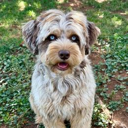 Nani - female Australian Mountain Doodle puppy in Cortez, Colorado from Sassy Pants Pups