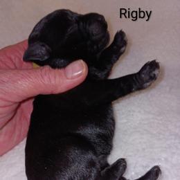 Rigby - Black male Miniature Schnauzer puppy in Midland, Texas from Shebbies Puppy Palace