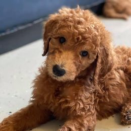 Goldendoodles from Poppy's Puppies