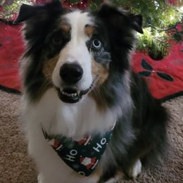 Australian Shepherds from Siesta Aussies