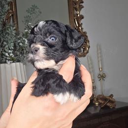 Frankie - male Golden Mountain Doodle puppy in Palestine, Texas from KK's Doodle Bunch