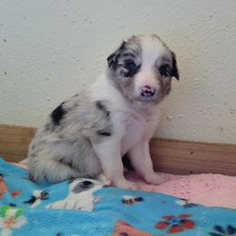 Boy 1 - Blue merle male Border Collie puppy in Morgan, Texas from Shooting Star Ranch