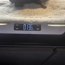 Yellow Girl - Black and mahogany female Rottweiler puppy in Lebanon, Oregon from SOUTH SANTIAM ROTTWEILERS