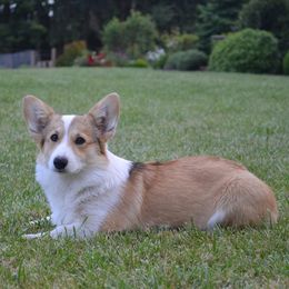 Reba - Pembroke Welsh Corgi