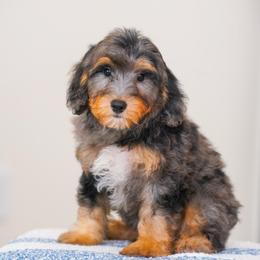 Luca (socialization program student) - Blue merle male Bernedoodle puppy in Dundee, Ohio from Down Home Doodle