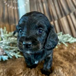 Gingerbread - Black and tan male Dachshund puppy in Sioux Rapids, Iowa from VOB Doxie