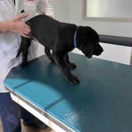 Labrador Retriever Puppies from Branley's Riverside Labradors
