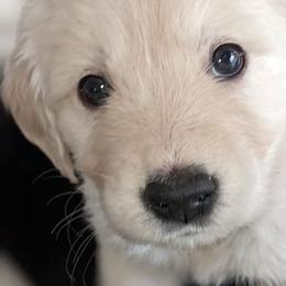 Golden Retriever Puppies from Mountain Sky Goldens
