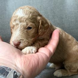 Bashful - Chocolate male Goldendoodle puppy in Allegan, Michigan from Cocoa Doodles